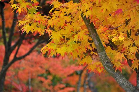 大本山永平寺御直末五鈷山光明寺 By うさぎの名前はミーコ （id：4030167） 写真共有サイトphotohito