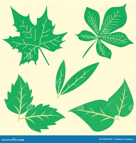 Different Leafs in Clip Art. Stock Vector - Illustration of vector ...