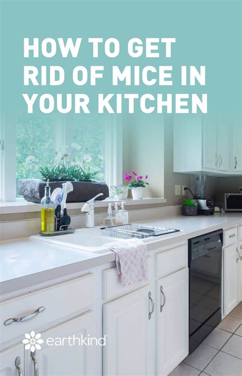 How To Get Rid Of Mice In The Kitchen Declutter Kitchen Clutter Free