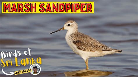 MARSH SANDPIPER Birds Of Sri Lanka With Mihela Sound Call YouTube