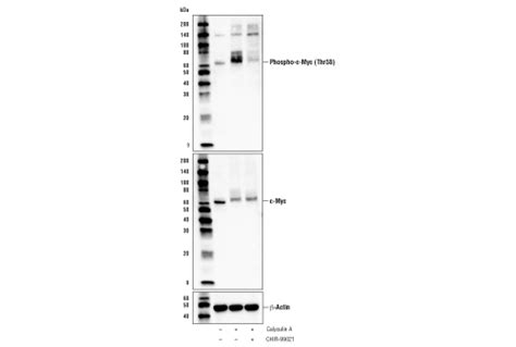 Chir Cell Signaling Technology