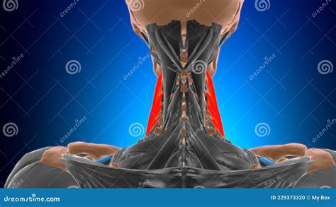 Scalenus Medius Muscle Anatomy For Medical Concept 3d Stock Illustration Illustration Of Foot