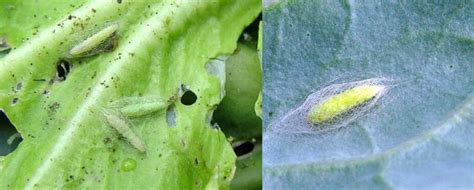 Diamondback moth in cabbage - Pesticides products,Herbicides,Fungicide and Insecticide,Plant ...