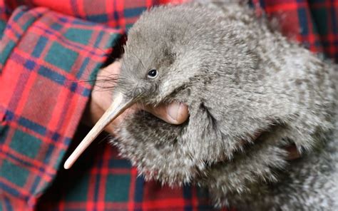 spotted kiwi    zealands mainland   time