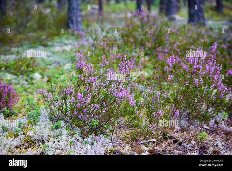 Forest Landscape With Blooming Heather Plants And Moss On The Ground In