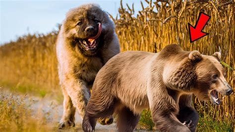 Caucasian Shepherd Dog Can Be A Dangerous Bear Hunting Dog Here Is