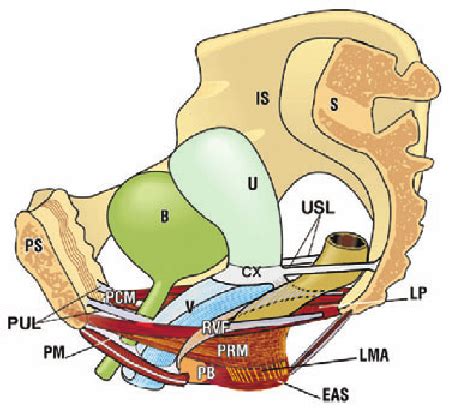 Muscles And Ligaments Of The Pelvic Floor D Schematic Sagittal View