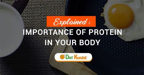 Importance Of Protein In Your Body Explained