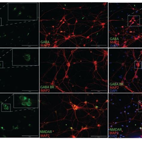 Immunocytochemistry For Gaba A Gabab Receptors B And Nmda