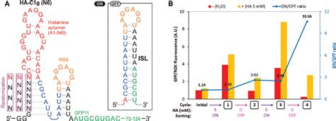 Figure From High Throughput Screening Of Cell Free Riboswitches By