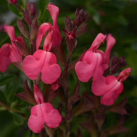 Salvia Arctic Blaze® Fuchsia