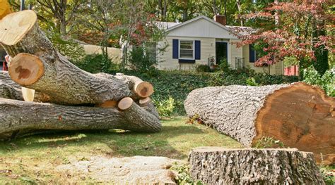 The Cost Of Tree Removal Factors Average Prices Ggr Home Inspections