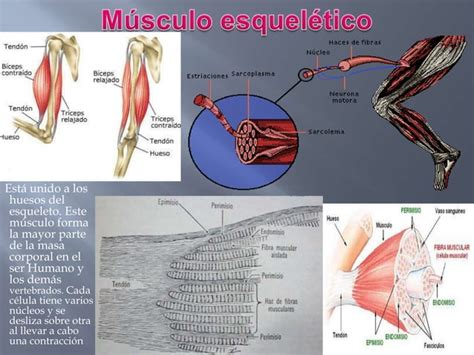 Tejido Muscular Y Nervioso Ppt