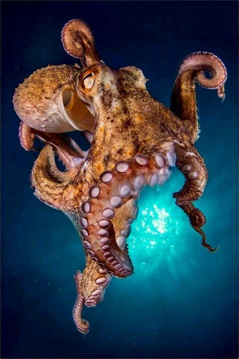 58Octopus Photography Deep Sea Creatures Beautiful Sea Creatures