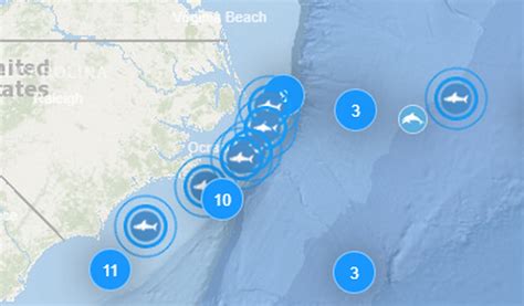 Gathering Of Great White Sharks — Some 13 Feet Long — Tracked Off Ncs