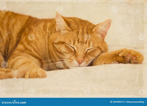 Orange Tabby Cat Sleeping Royalty Free Stock Photo Image