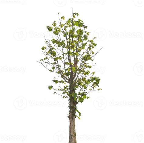 árbol aislado en archivo png de fondo transparente 18922456 PNG