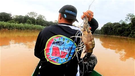 Gak Nyangka Dapat Udang Galah Besar Setelah Masak Asam Pedas Diatas