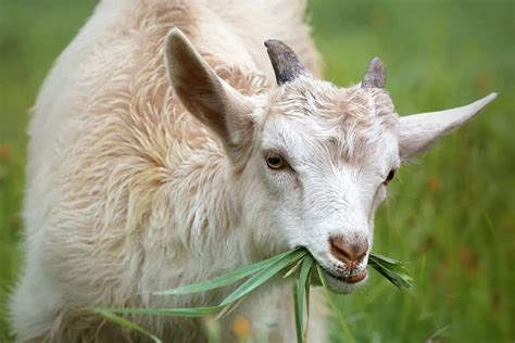 Adopter Des Chèvres En Tant Quanimaux De Compagnie