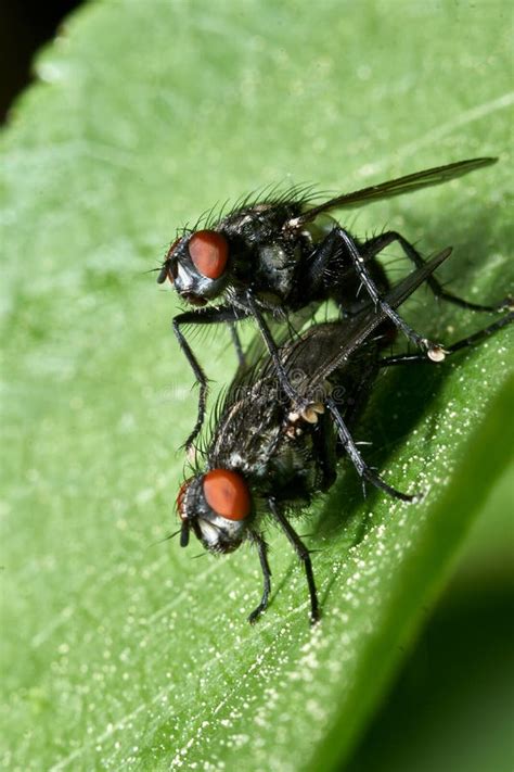 Housefly Close Up Macro Shot The Housefly Is A Fly Of The Suborder