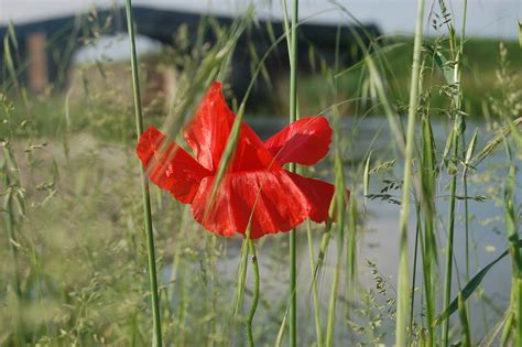 La Nature Coquelicots Rouge Photo Gratuite Sur Pixabay Pixabay