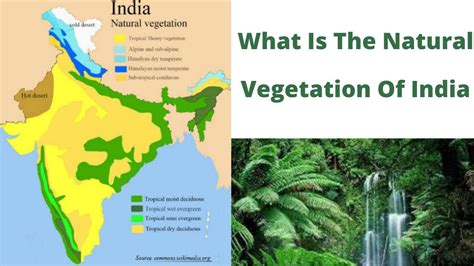 What Is The Natural Vegetation Of India Youtube