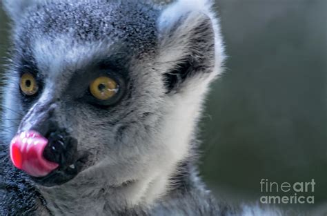 Ring-tailed Lemur tongue touching nose Photograph by Photo Captures by ...