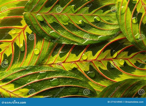 Detalhe Das Folhas De Plantas Tropistas De Orvalho Imagem De Stock