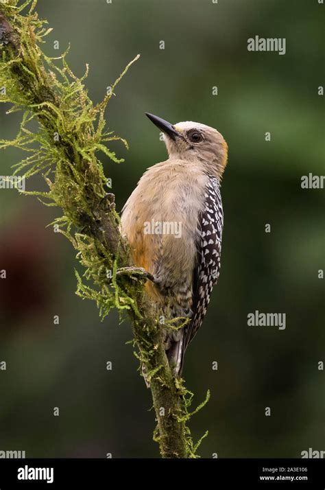 Hoffmanns Woodpecker Melanerpes Hoffmannii Hi Res Stock Photography And