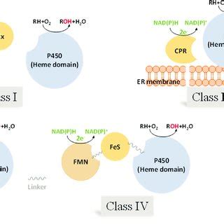 Classification Of Cytochrome P Enzymes Based On Redox Partners Fdr