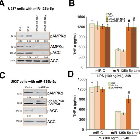 Mir 135b 5p Inhibits Lps Induced Ros Production Nfb Activation And