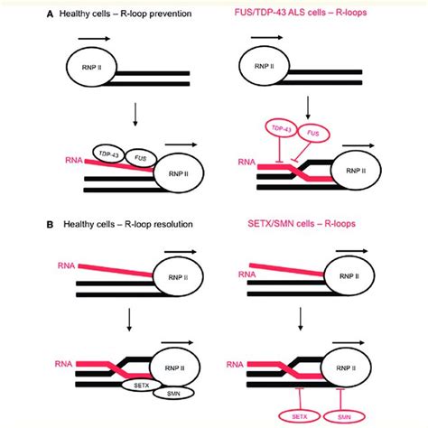 Als Linked Rna Processing Factors Are Guardians Of The Genome A