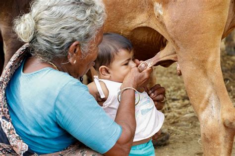 At Last A Better Test For Bovine Tuberculosi Eurekalert