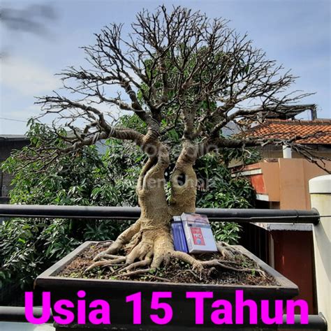 Jual Bonsai Pohon Beringin Waringin Tanaman Hias Ficus Benjamina