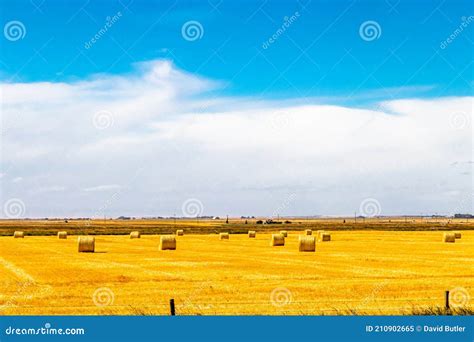 Haybales In A Wheat Field Lethbridge County Alberta Canada Stock