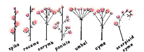 blossom arrangement inflorescence types