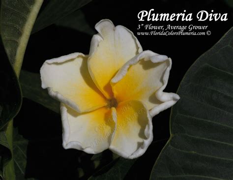 Celadine Plumeria