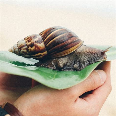 Pin by Hajal lily on snails | Snail, Animals