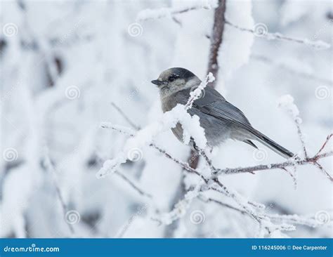 Gray Jay Winter Closeup in a Tree Stock Photo - Image of snow, grey ...