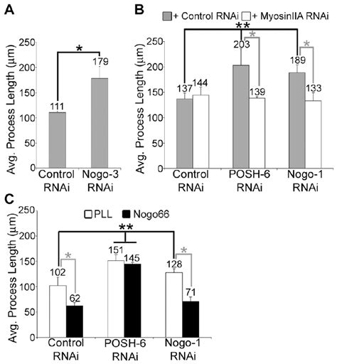 Nogo Inhibits Axon Outgrowth In Cortical Neurons In Both A Cell