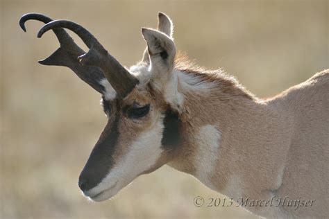 Marcel Huijser Photography Montana Wildlife Pronghorn Antilocapra