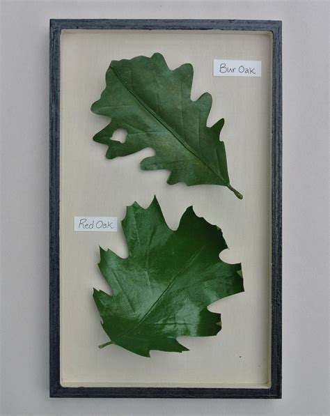 Oak Tree Leaves Identification