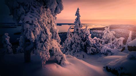 Winter Snow covered Trees 4K Wallpapers | HD Wallpapers | ID #29992