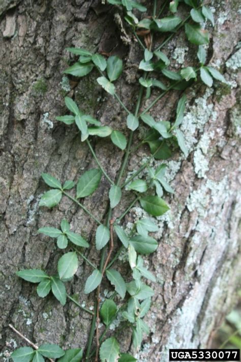 winter creeper (Euonymus fortunei (Turcz.) Hand.-Maz.)