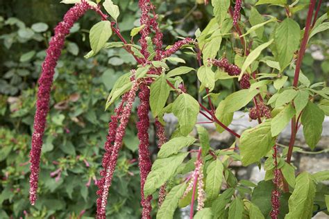 Popular Amaranthus Varieties