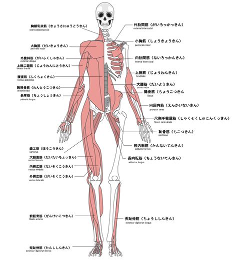 インナーマッスル楽トレ鍛えてみませんか？ しもとがり姿勢整体院