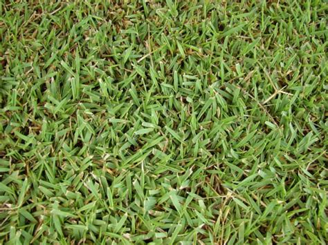 Zoysia Grass Seed – What to Know Before You Sow a New Zoysia Lawn