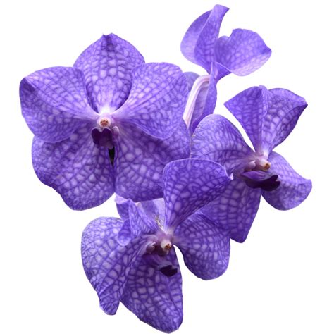 Vanda Coerulea Plant 24657353 Png