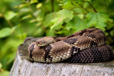 Timber Rattlesnake Shenandoah National Park Rattlesnake Shenandoah