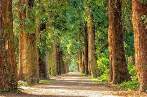 Los impresionantes árboles de hoja caduca en España una belleza que